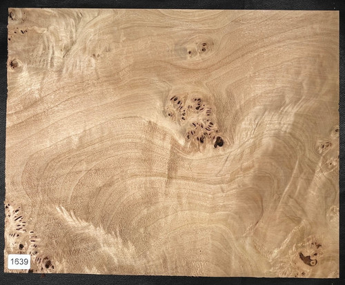 Bicolor maser pappel poplar - pappel, |