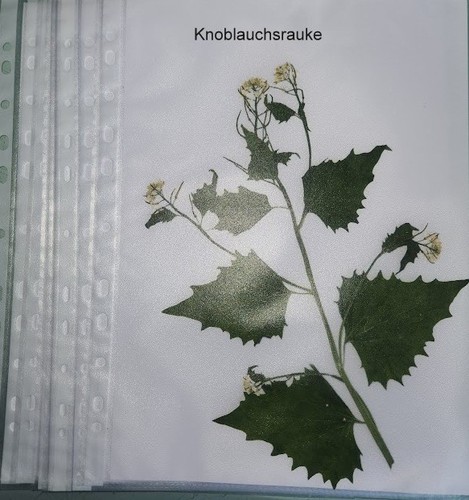 Pflanzen für herbarium - für,
