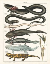 Newt Newt Fire Salamander