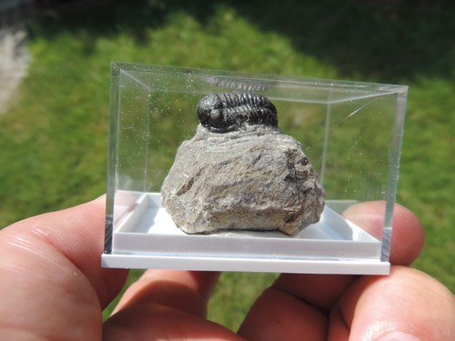 Schöner trilobit gerastos - schöner,