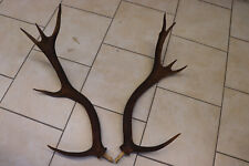 Abwurfstangen Geweihstangen Hirschhorn Hirschgeweih Geweih Horndekoration Paar