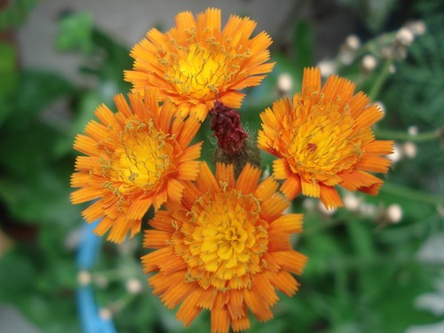 Orangerotes habichtskraut - orangerotes,