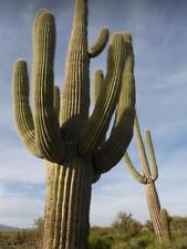 Riesenkaktus / Saguarokatus - Carnegiea Gigantea - 20 Frische Samen