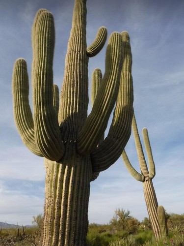 Riesenkaktus saguarokatus - riesenkaktus,