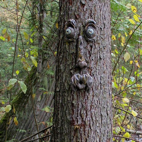 Harz alter mann baum - alter,
