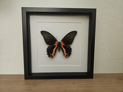 Papilio rumanzovia echter - rumanzovia,