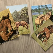 Pferde postkarten ddr 1980 - pferde,,