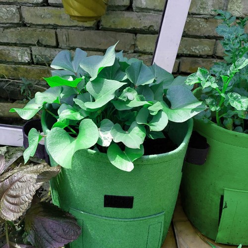 Grow bag round - x,