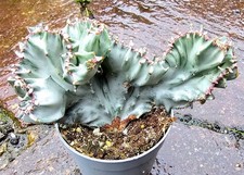 Euphorbia Lactea White Ghost
