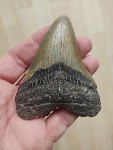 Fossiler haizahn megalodon - fossiler,