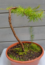 Japanische Lärche Larix Kaempferi Pre-Bonsai Outdoor Winterhart