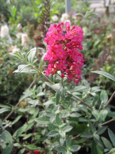 Buddleja davidii prince - buddleja,