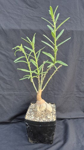 Pachypodium sukkulentum mit - pachypodium,