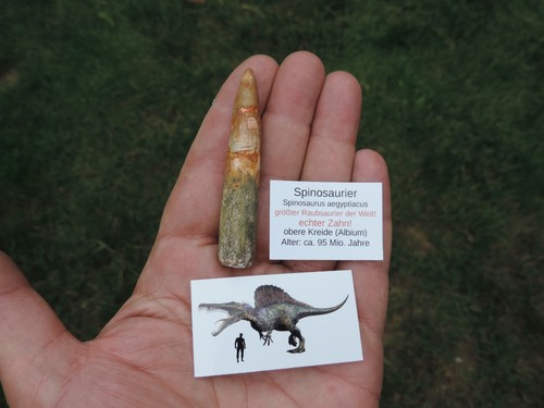 Großer zahn vom spinosaurus - zahn,
