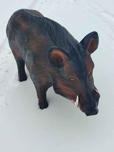 Wildschwein lebensgroß