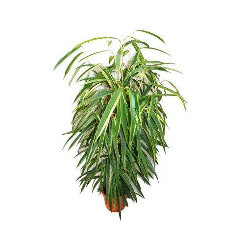 Ficus binendijkii alii - binendijkii,