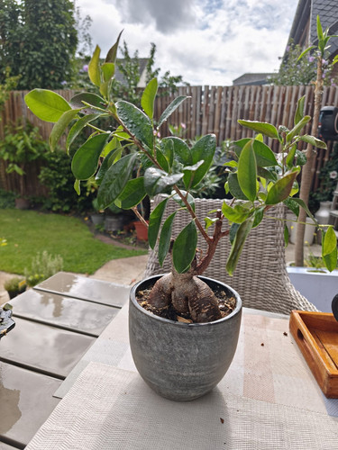 Ficus gummibaum zimmerpflanze - gummibaum,