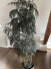 Große Pflanze - ca. 2m große Strahlenaralie