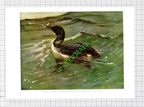 Great northern diver seaby - northern,
