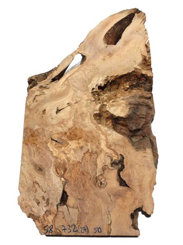 Oliven wurzelholz holz für - 1x,