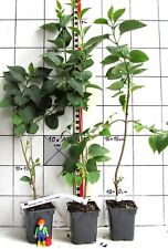 Edelflieder-wurzelecht,    "General Pershing",  seltene alte Sorte von Lemoine