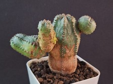 Euphorbia pseudoglobosa