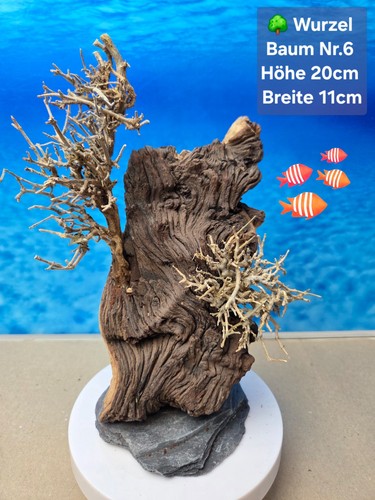 Top aquarium mopani - top,