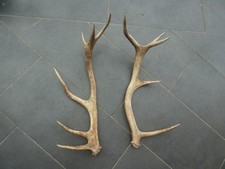 Abwurfstangen Rothirsch Geweih