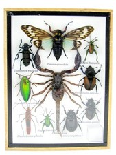 Einzelstück - echte