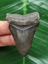 5,4 cm schwarzer Zahn des