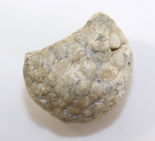Crinoide dizygocrinus - crinoide,,