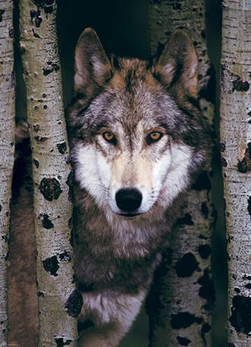 Puzzle grauer wolf - puzzle,