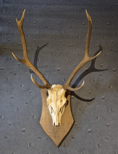 Jagdtrophäe rothirsch - jagdtrophäe,
