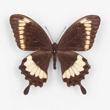 Papilio canopus tenimberensis - canopus,