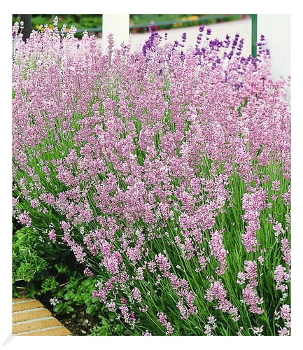 Duft lavendel rosa 3 - duft-lavendel,