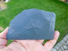 schöner Seestern - Urasterella asperula aus Bundenbach in Rheinland-Pfalz