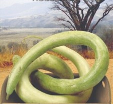 5x Lagenaria siceraria Cucuzi Kalebasse Kürbis Garten Pflanzen - Samen KS142