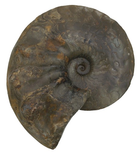 Trias discoceratites - trias,
