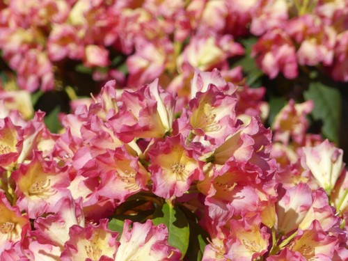 Rhododendron hybride feuer - rhododendron,