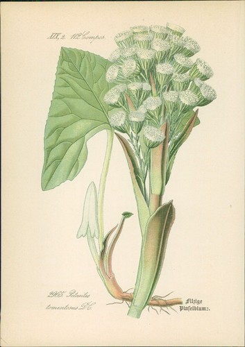 Chromolithographie filzige - chromolithographie,