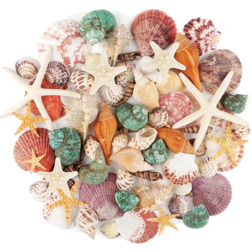 Meeresmuscheln muscheln - meeresmuscheln,