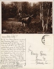 Polen Polska Kapitaler Elch Palwą, Krauskopf Echtfoto-AK Ostpreußen  1934