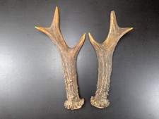 Gehörn Set Rehbock | Rehgeweih Pärchen | Natur Trophäe Deko Landhaus Jagdzimmer 