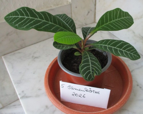 Euphorbia leuconeura - euphorbia,