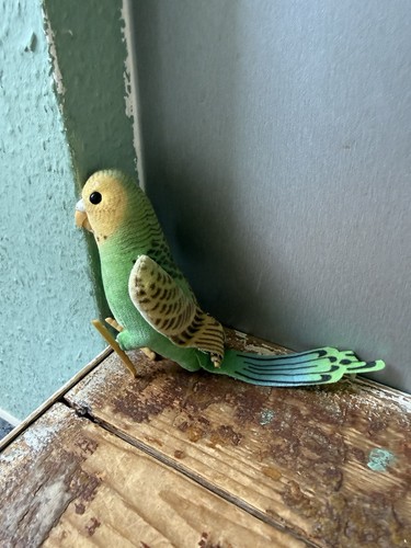 Alter vogel grüner - alter,