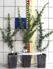 Cedrus libani "Compacta Nana"   /   Libanon-Zeder,   Zwergform