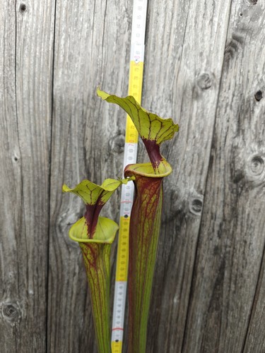 Sarracenia flava typ red xxl - typ,