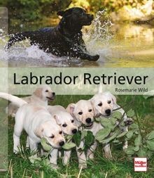 Labrador retriever - labrador,
