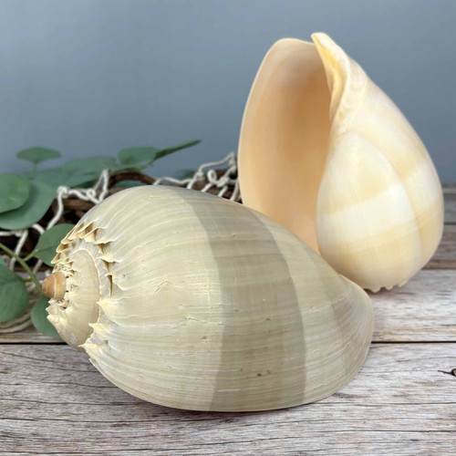 Voluta melocorona 17cm - voluta,