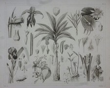 Orig. Stahlstich: Pflanzen -